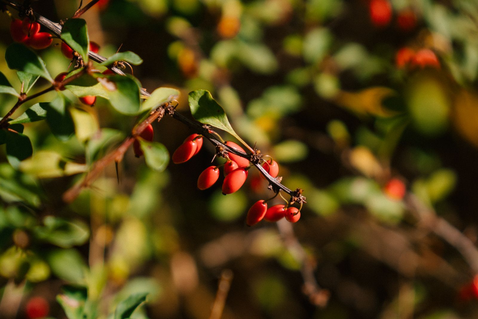Red barberry berries on a thorned branch in daylight