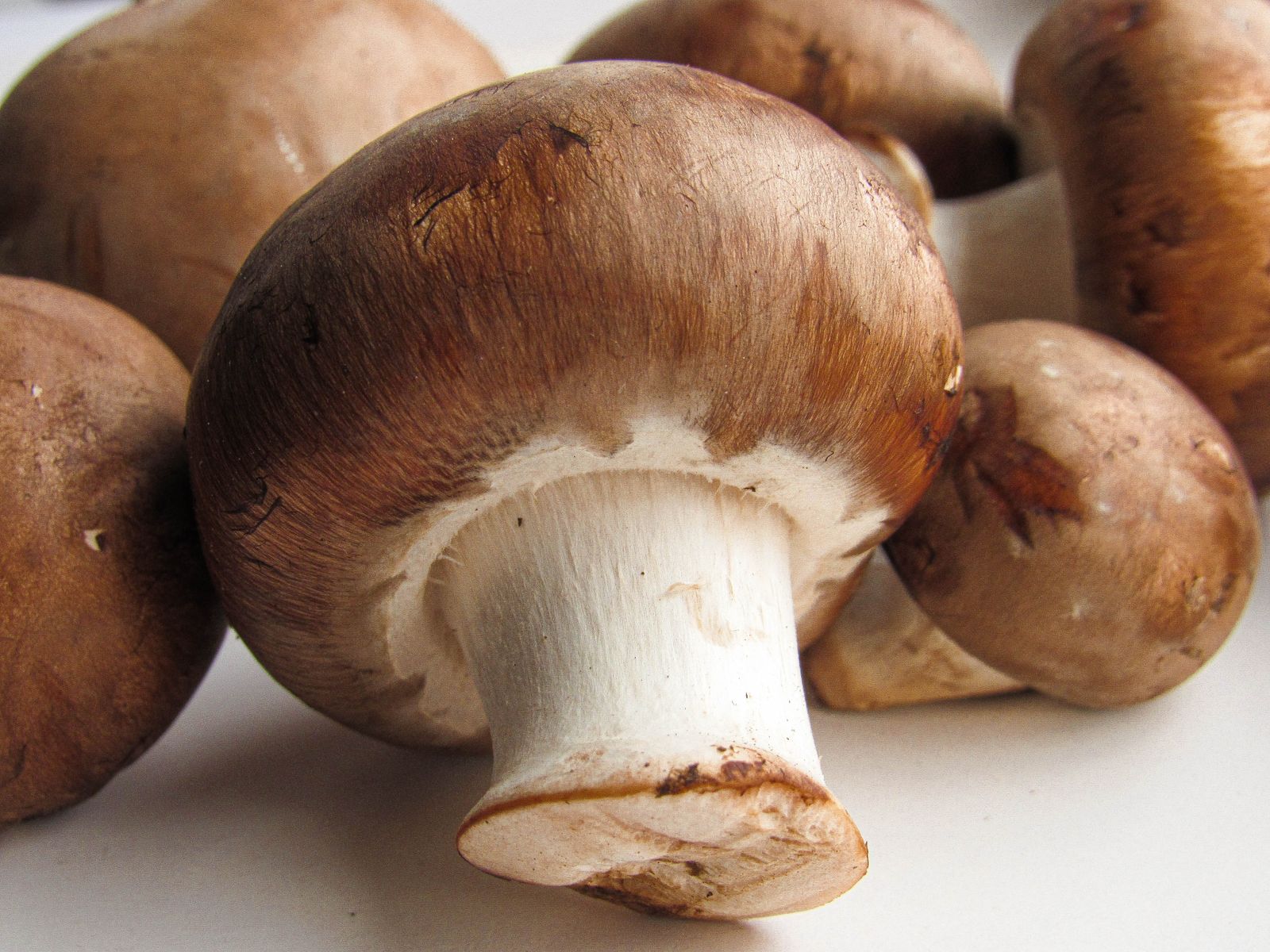 A cluster of fresh brown mushrooms on a pale surface, one turned to show its stem
