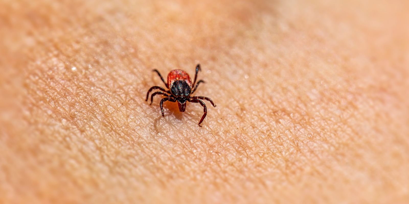 A small tick crawling on human skin