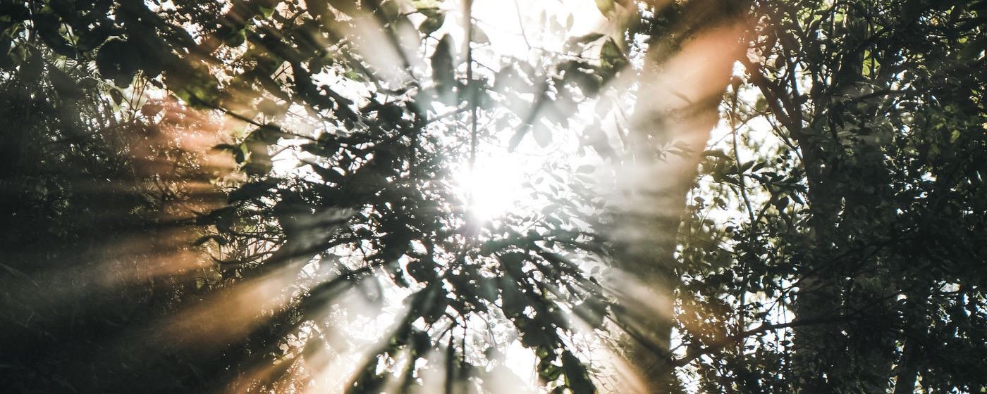 Sunlight breaking through the branches of tall trees