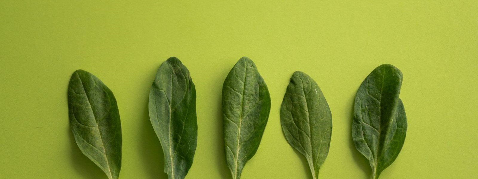 Five spinach leaves laid in a row on a bright green background