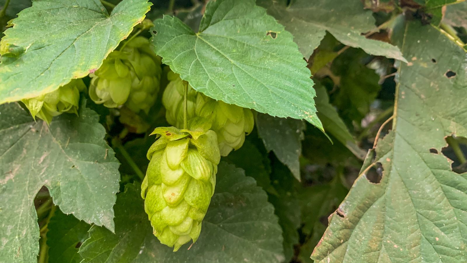Green hops cones growing on the vine among broad leaves
