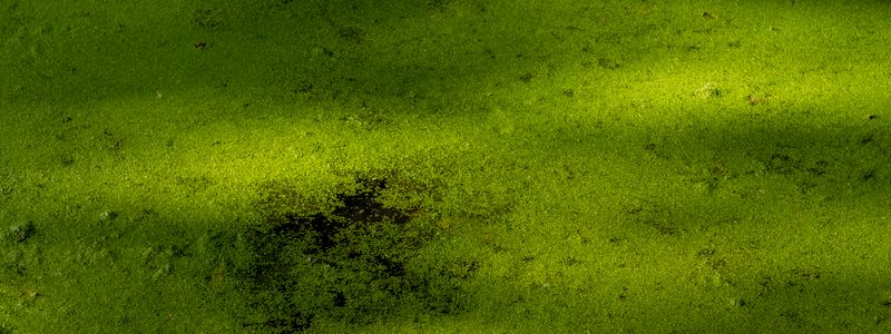 Close-up of green algae growing across the surface of the water