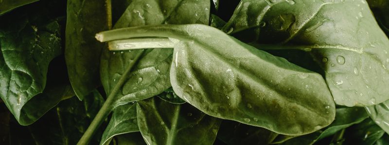 Fresh spinach leaves with water droplets