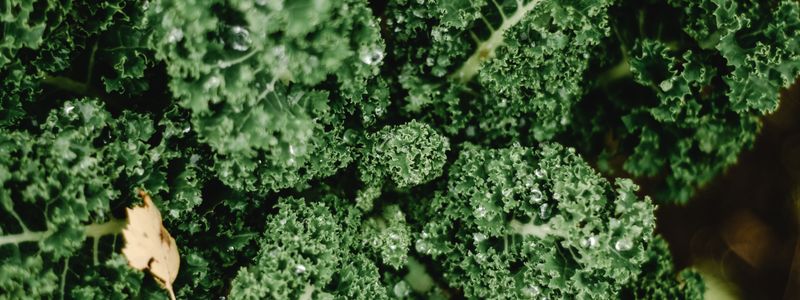 Fresh curly kale leaves close up