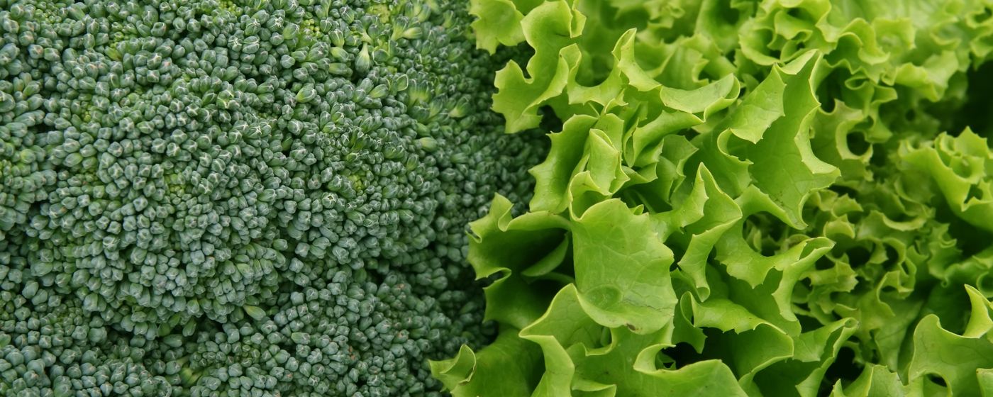 Close up of fresh broccoli florets next to a head of green leaf lettuce