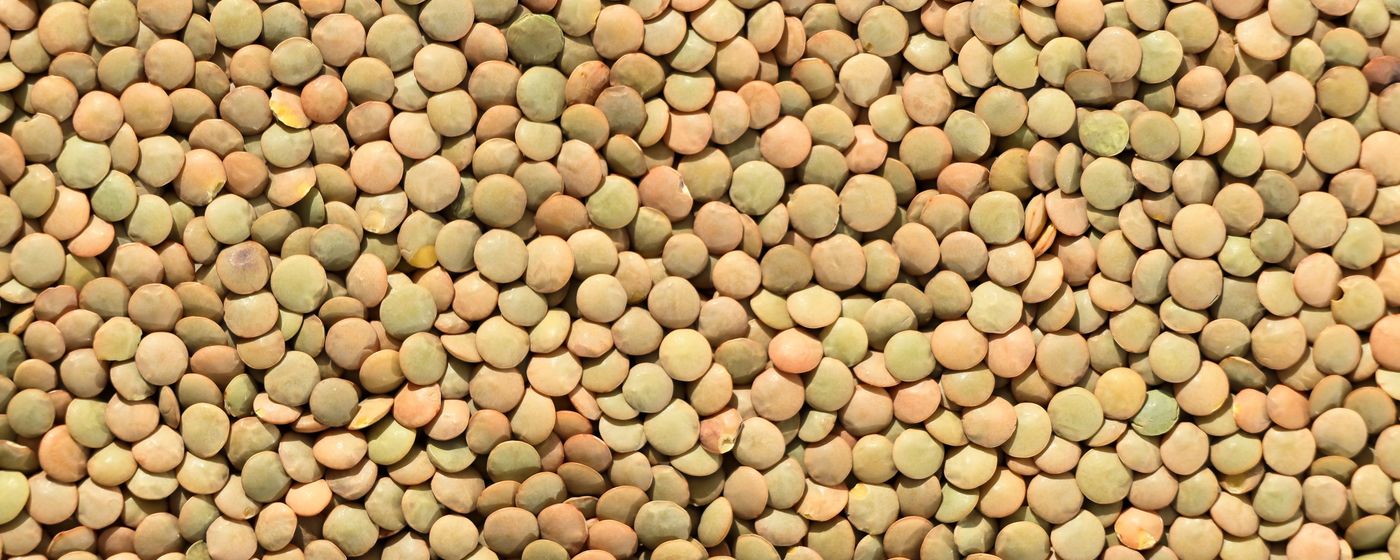 A close up of dried brown lentils filling the frame