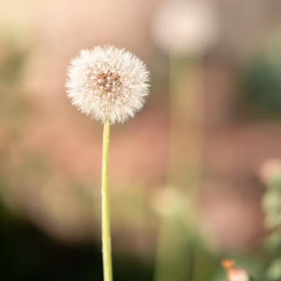 Fiore di soffione minimal su sfondo naturale, composizione floreale elegante per allestimenti eventi