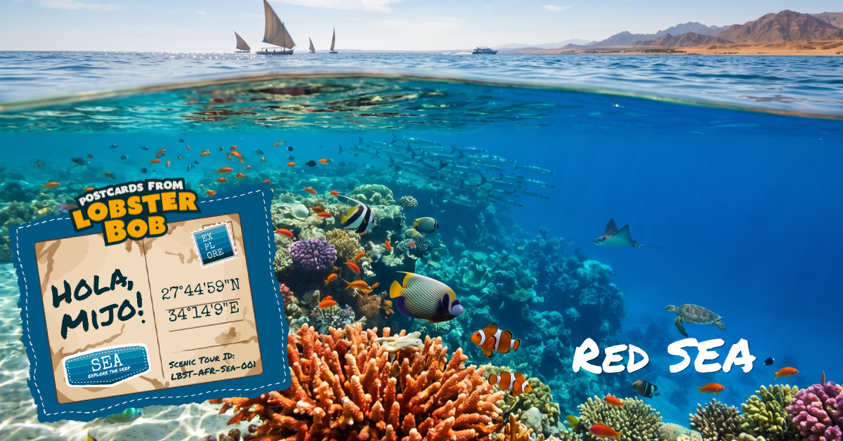 Red Sea, Egypt. Forty Minutes Above Seven Thousand Years.