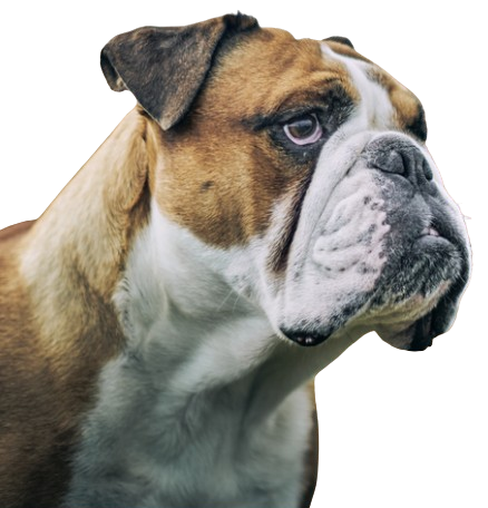 Close-up of a brown and white bulldog looking to the right.