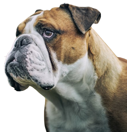 Close-up side profile of a brown and white English Bulldog looking contemplative.