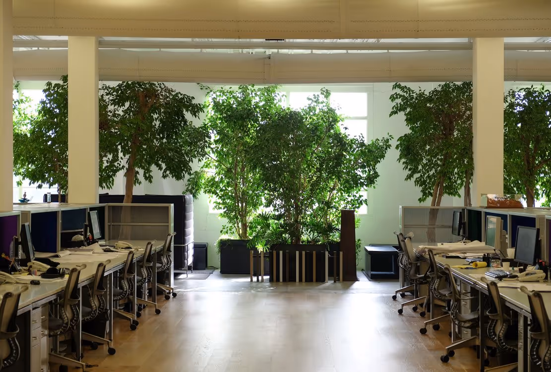Bright workspace filled with large indoor trees and modern office furniture.