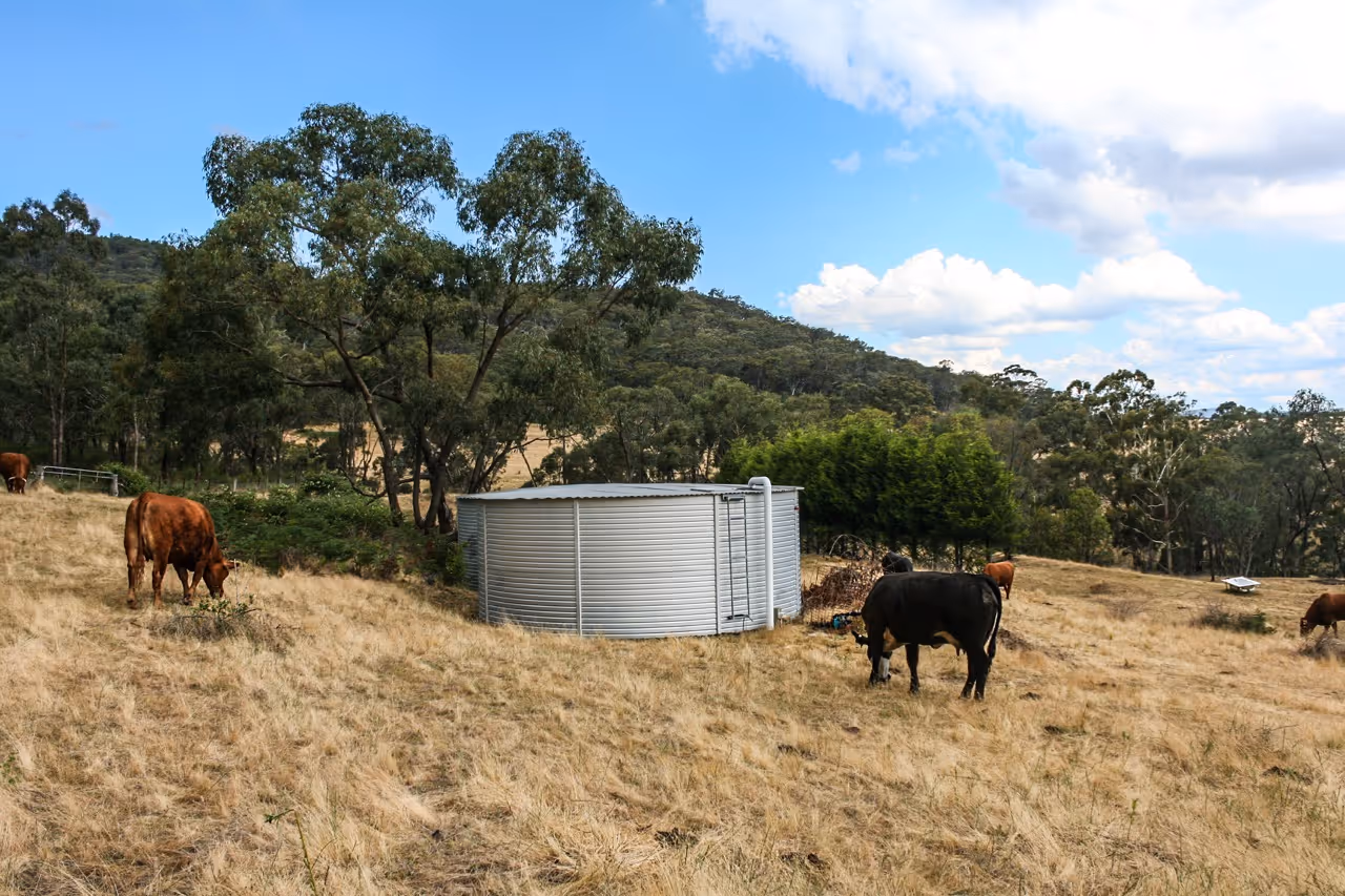 Cows grazing on dry grass in a rural field with a metal water tank and trees in the background under a partly cloudy sky.