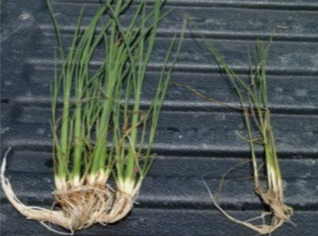 Left - MNG, right - control group