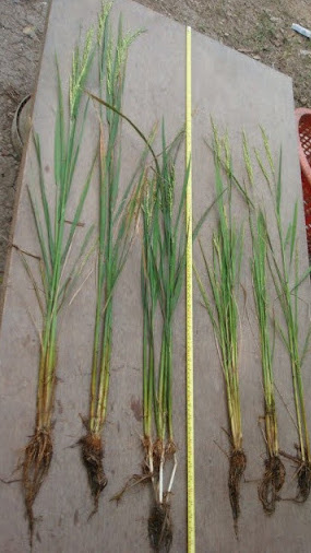 Left - MNG, right - control group