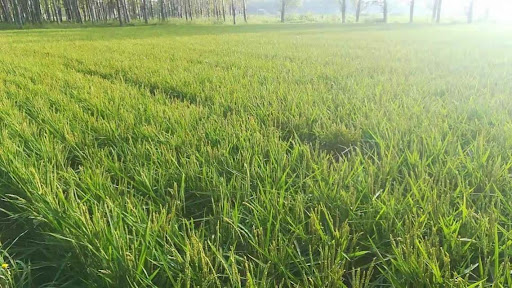 Organic rice field without spraying of MNG