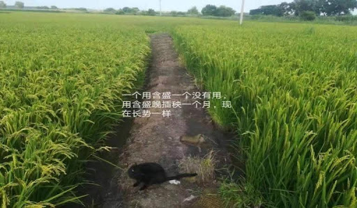 Root growth check 1 week later after first spray during tillering