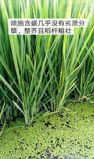 MNG good tillering, strong stem