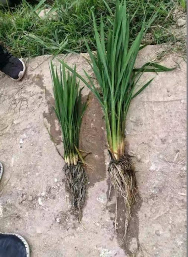 Root check after first spray (Left - control group | Right - MNG)
