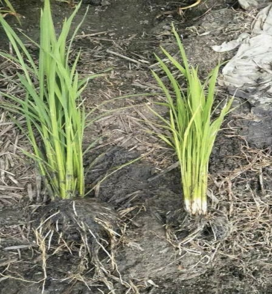 Left - MNG, right - control group