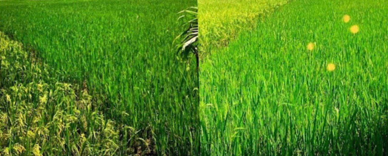 At both images, left culture at 75 days using old method; the right culture (more green) with MNG at the 54th day. Estimated harvest with MNG is 7 tons per ha.