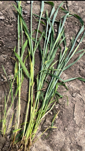 2,83 t/ha  + 1,24 t/ha MNG Classic Plus