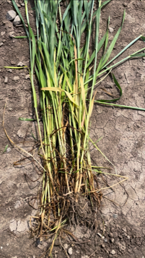 1,59 t/ha Control, traditional farming 