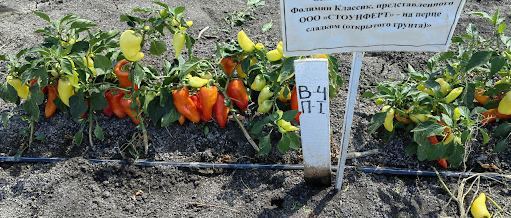 MNG - Classic Plus 3 kg/ha