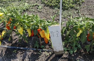 MNG - Classic Plus 1,5 kg/ha