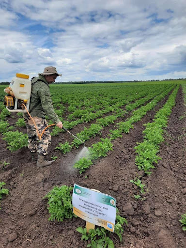 Second foliar application (June 20) – at the budding phase