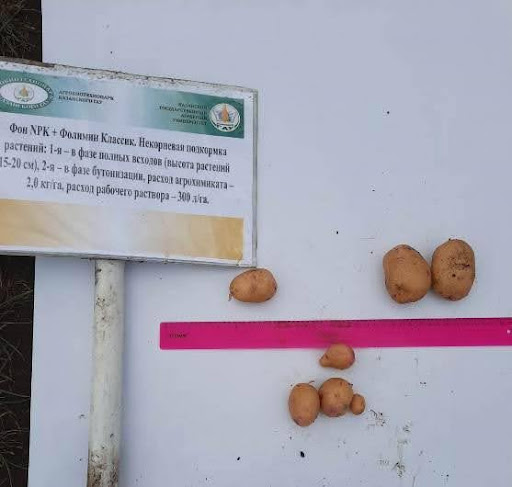 Classic Plus – 2,0 kg/ha: Tuber analysis on July 16, 2023