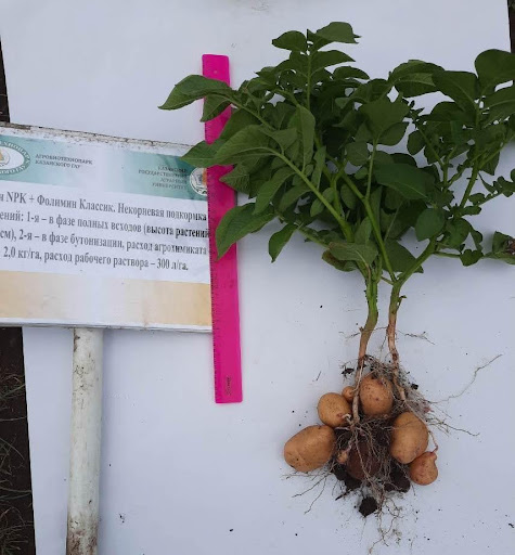 Classic Plus – 2,0 kg/ha