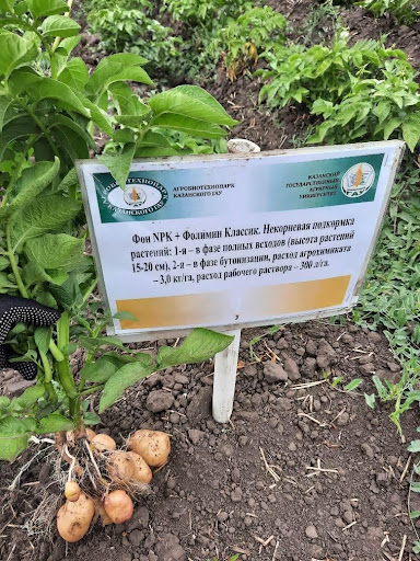 Classic Plus – 3,0 kg/ha