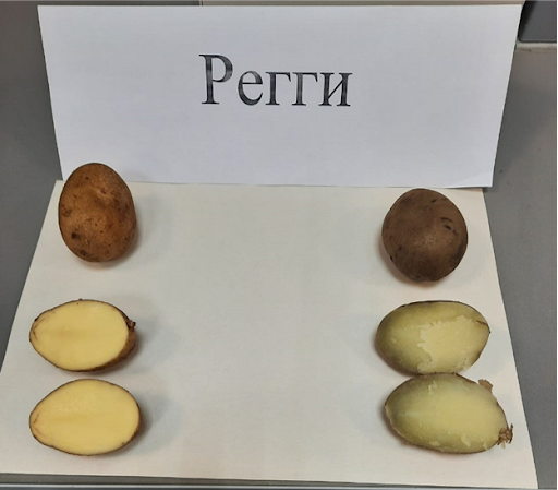 Raw Potato Pulp | Boiled Potato Pulp. Taste evaluation of Reggi variety