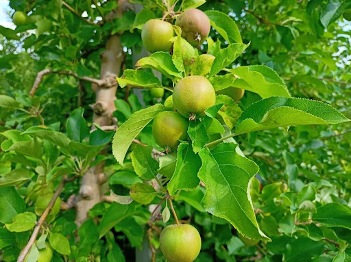 The 2nd Classic Plus foliar application