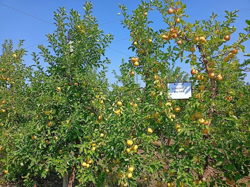 The fruit load on control trees