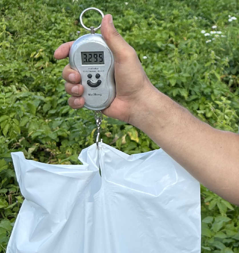 2 bushes Tuber weight (brutto) - MNG