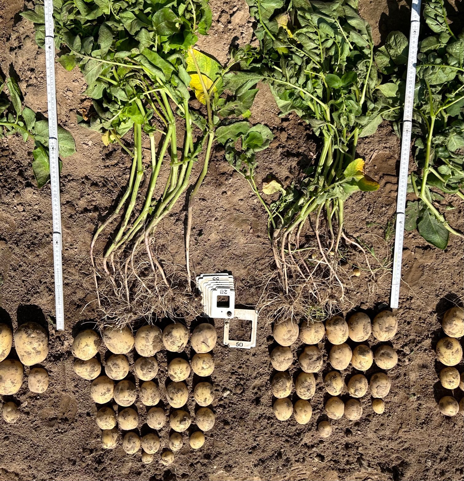 Left - MNG; Right - Control