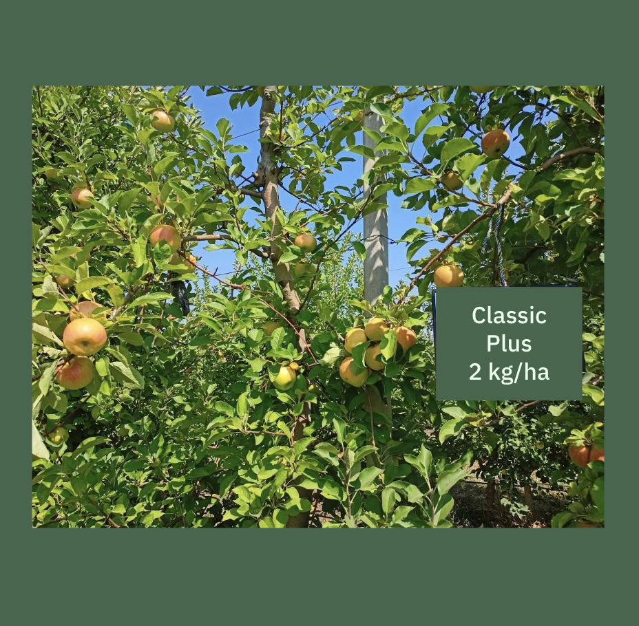 The fruit load on Classic Plus 2 kg/ha variant