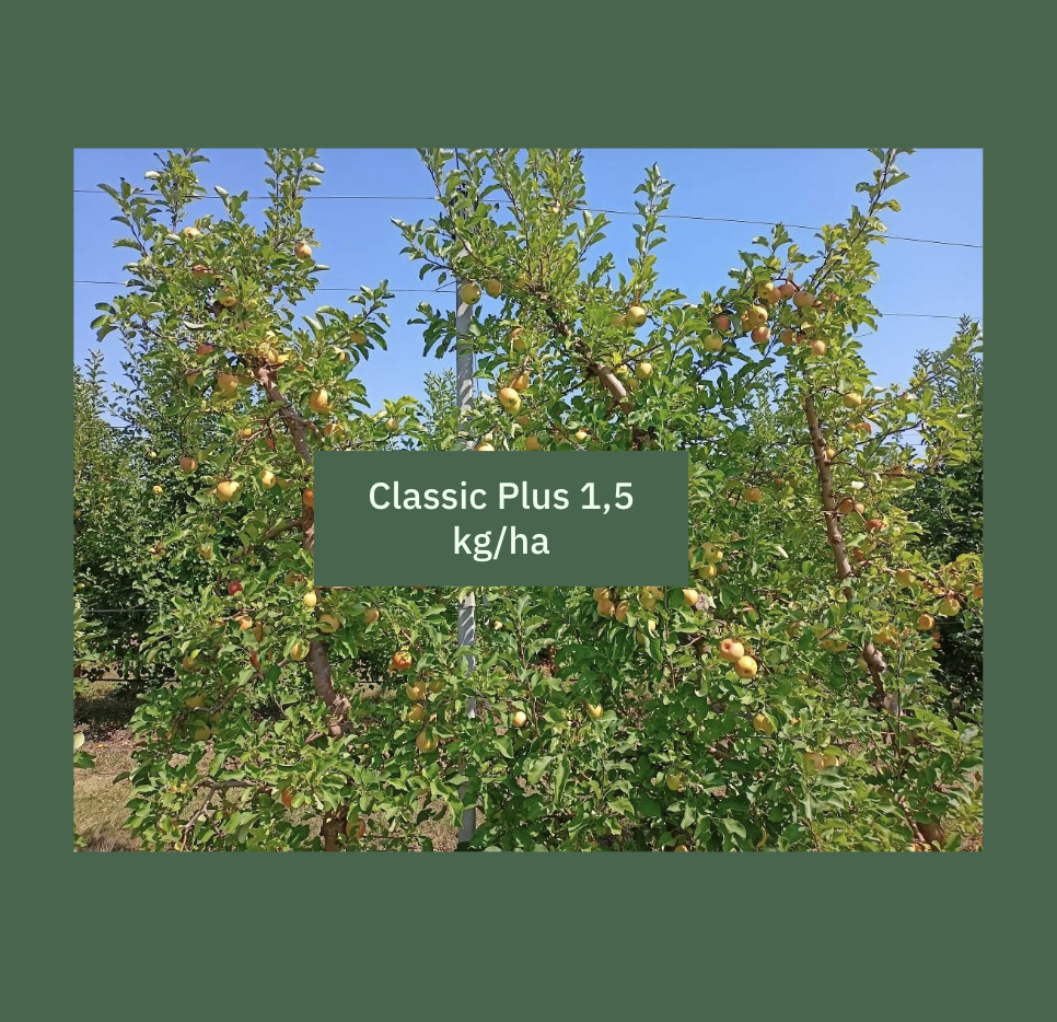 The fruit load on Classic Plus 1,5 kg/ha variant
