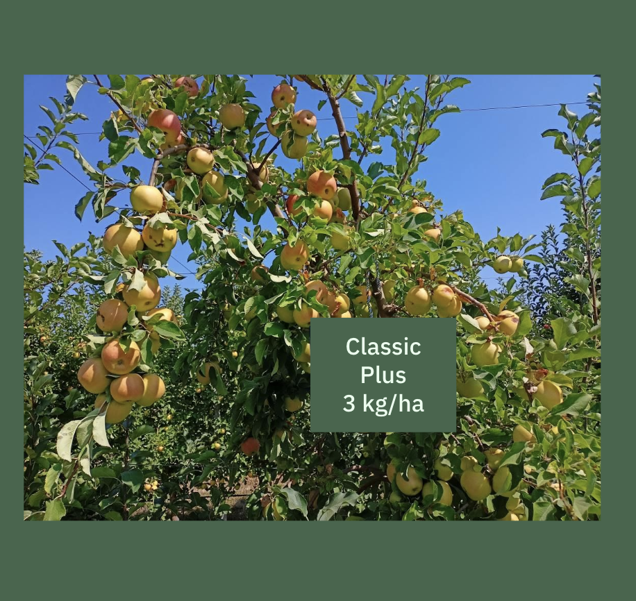 The fruit load on Classic Plus 3 kg/ha variant