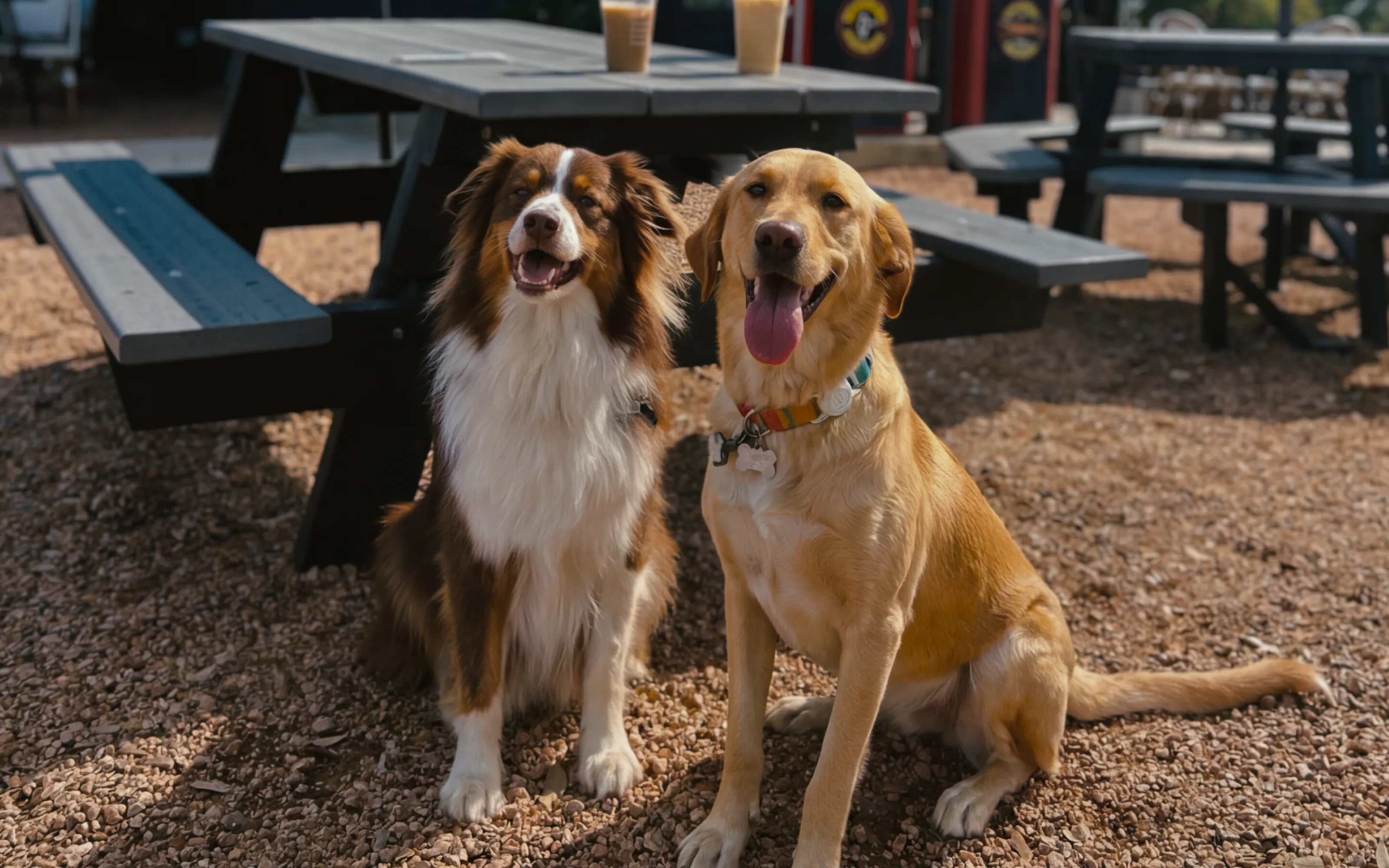 Two happy dogs sitting on gravel near picnic tables outdoors on a sunny day.