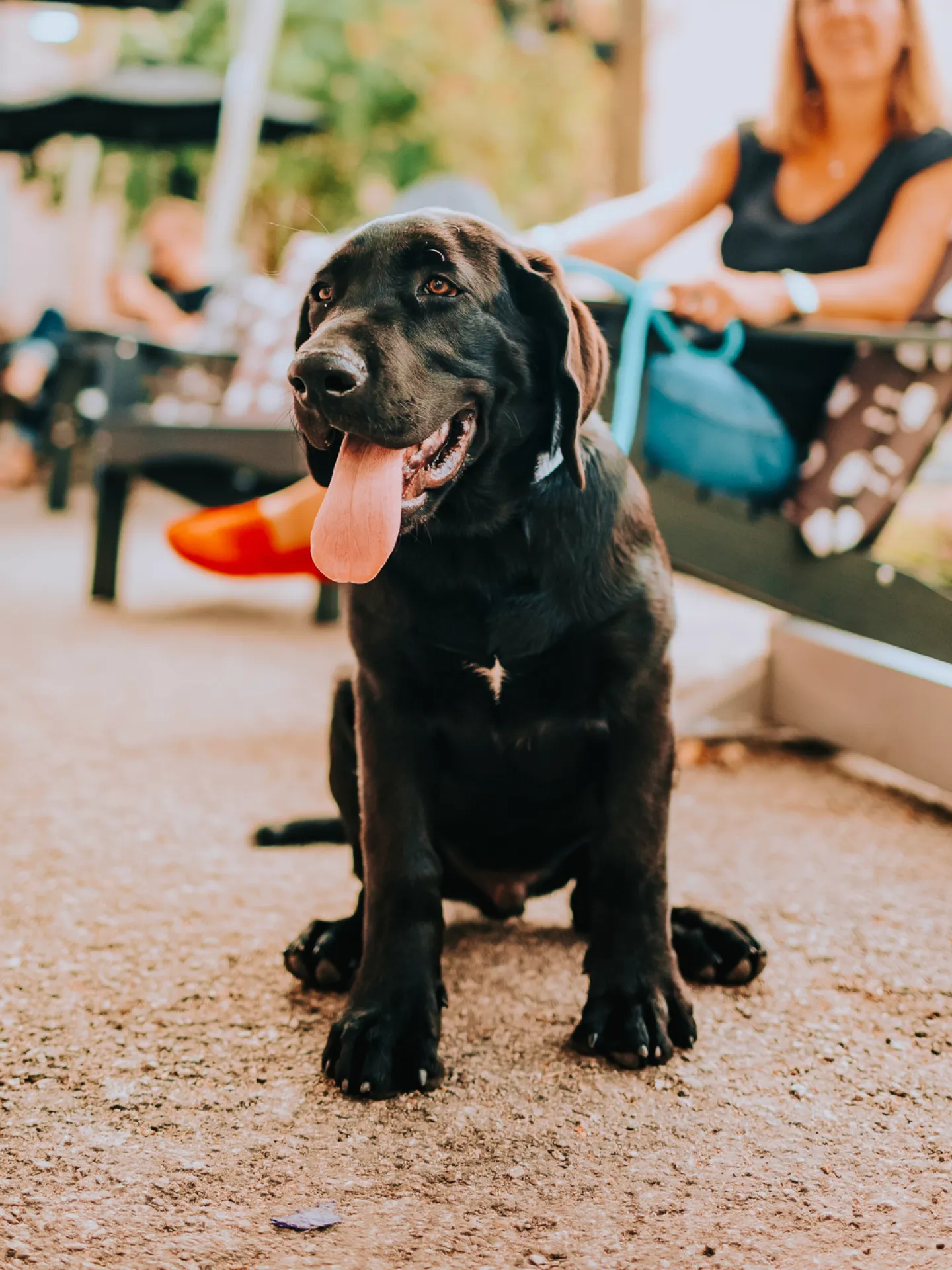 Black Labrador retriever sitting outdoors with tongue out, leash held by a seated woman in background.