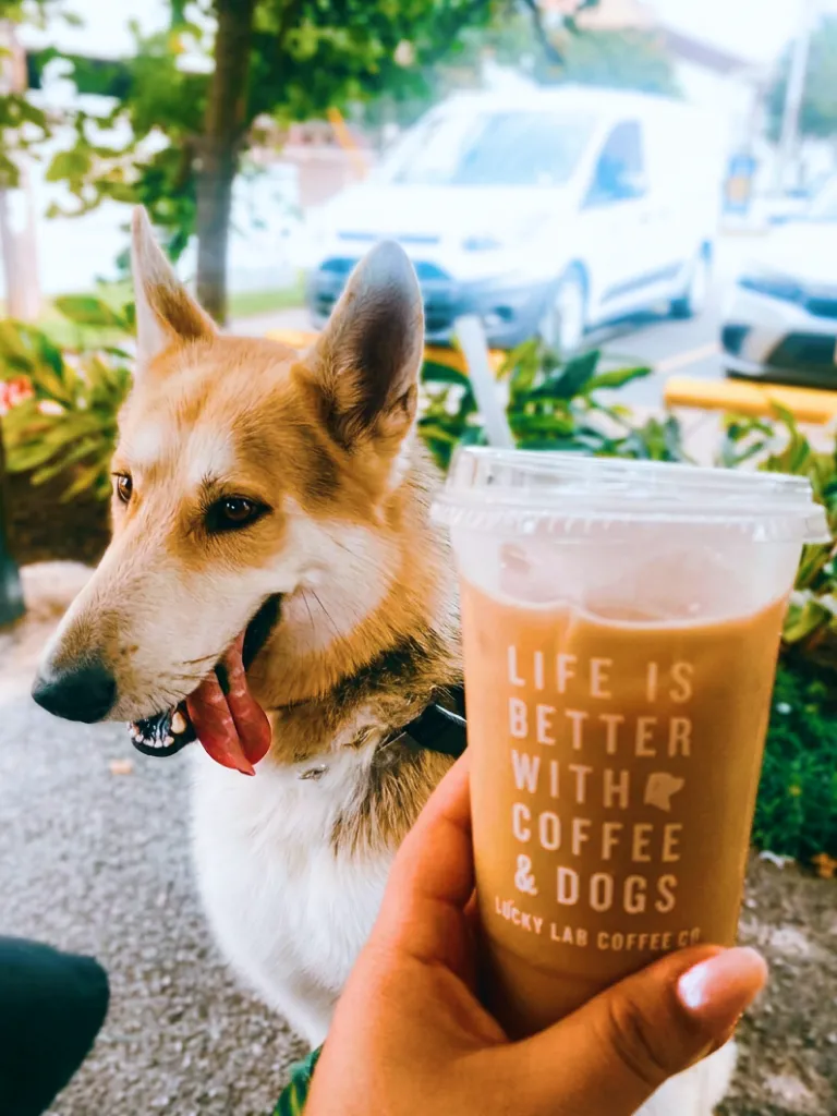 Hand holding iced coffee cup with text 'Life is better with coffee & dogs' next to a happy dog.