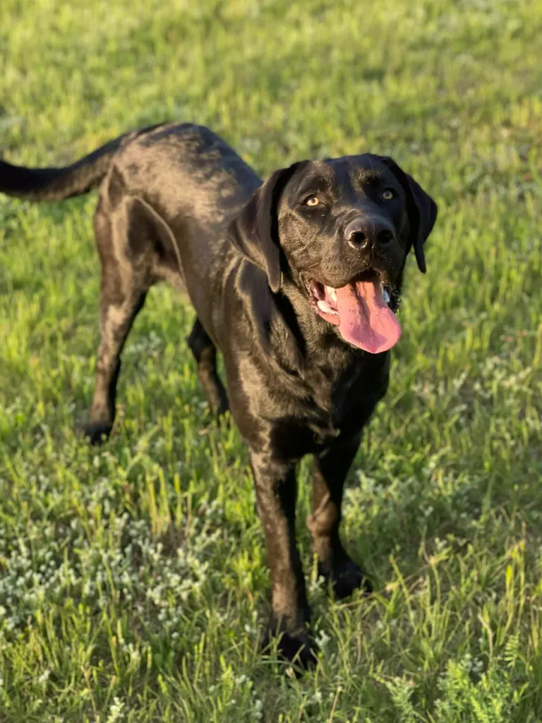 Black Labrador dog standing on green grass, tongue out, looking up in bright sunlight.