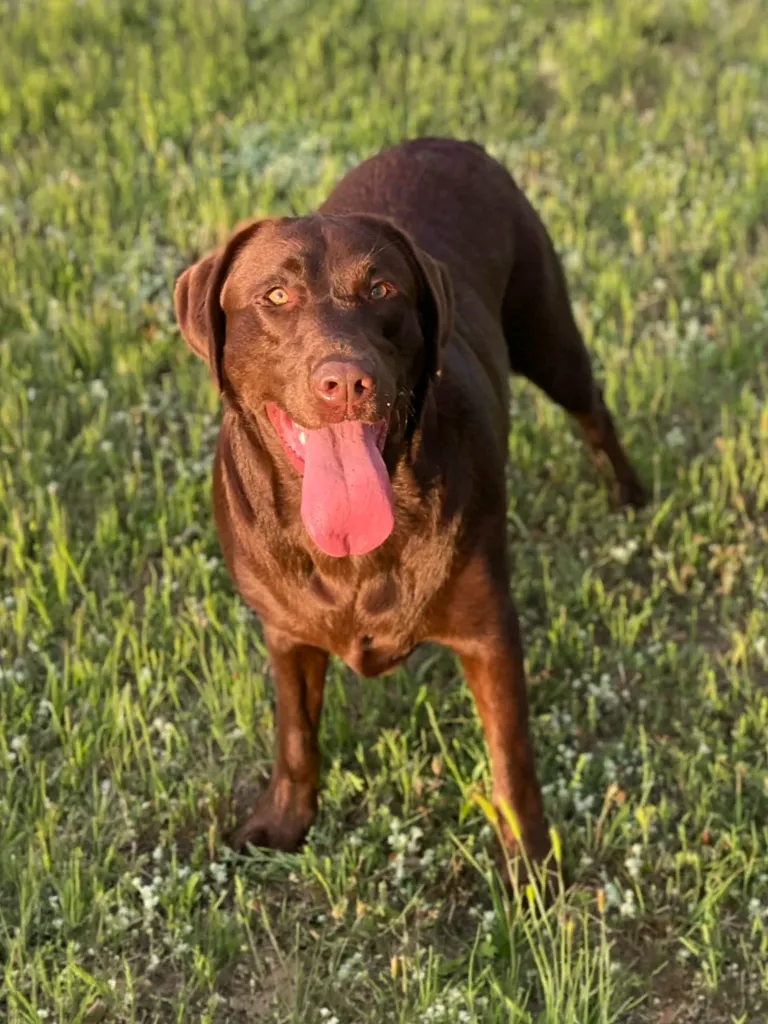 Chocolate Labrador retriever standing on grass with tongue out on a sunny day.