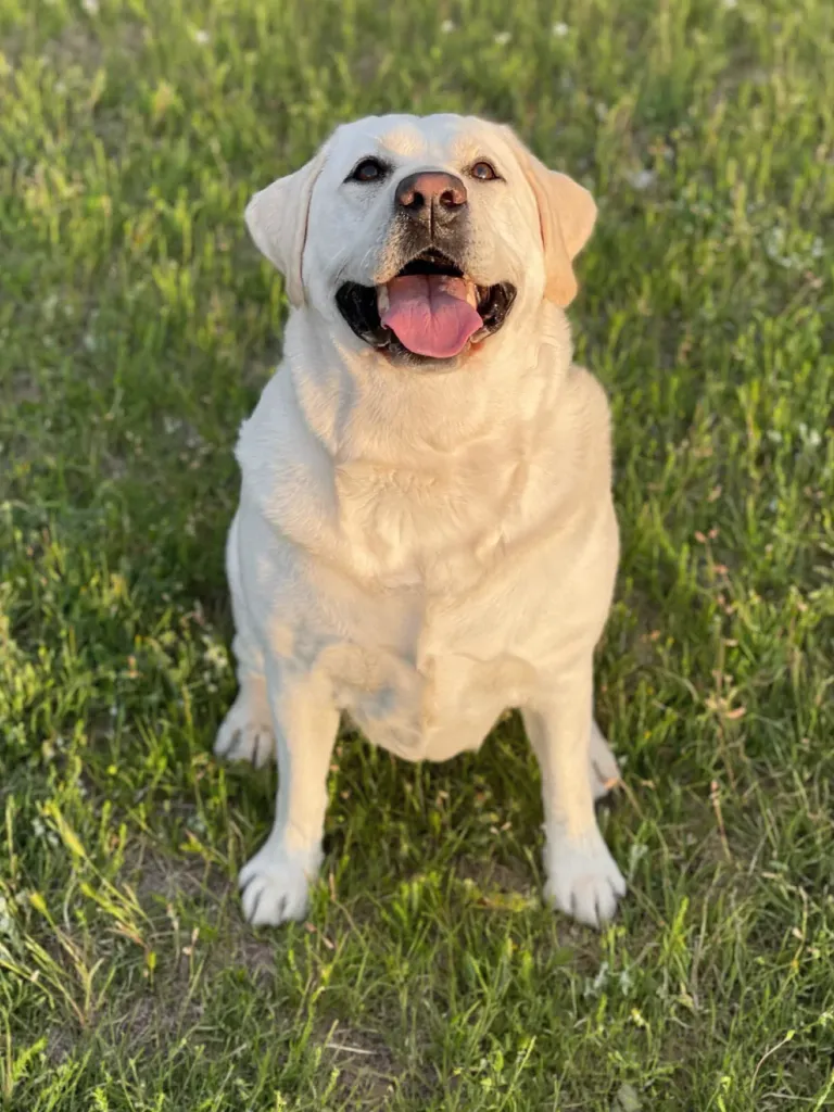 Happy white Labrador retriever sitting on green grass with tongue out under sunlight.