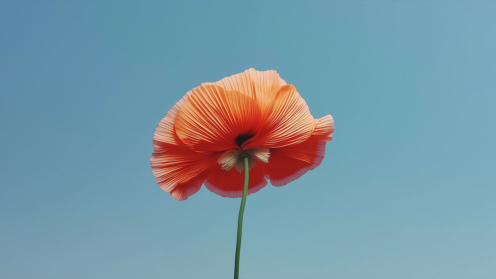 MInimalist single orange flower on clear blue sky.