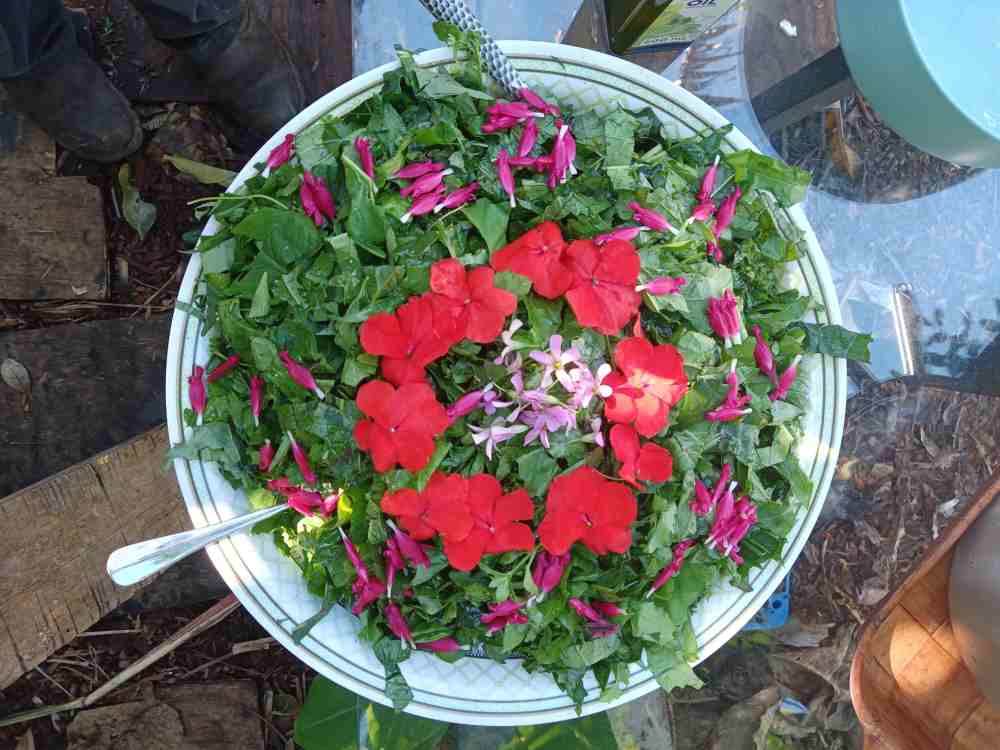A living salad of edible leaves and flowers from the garden