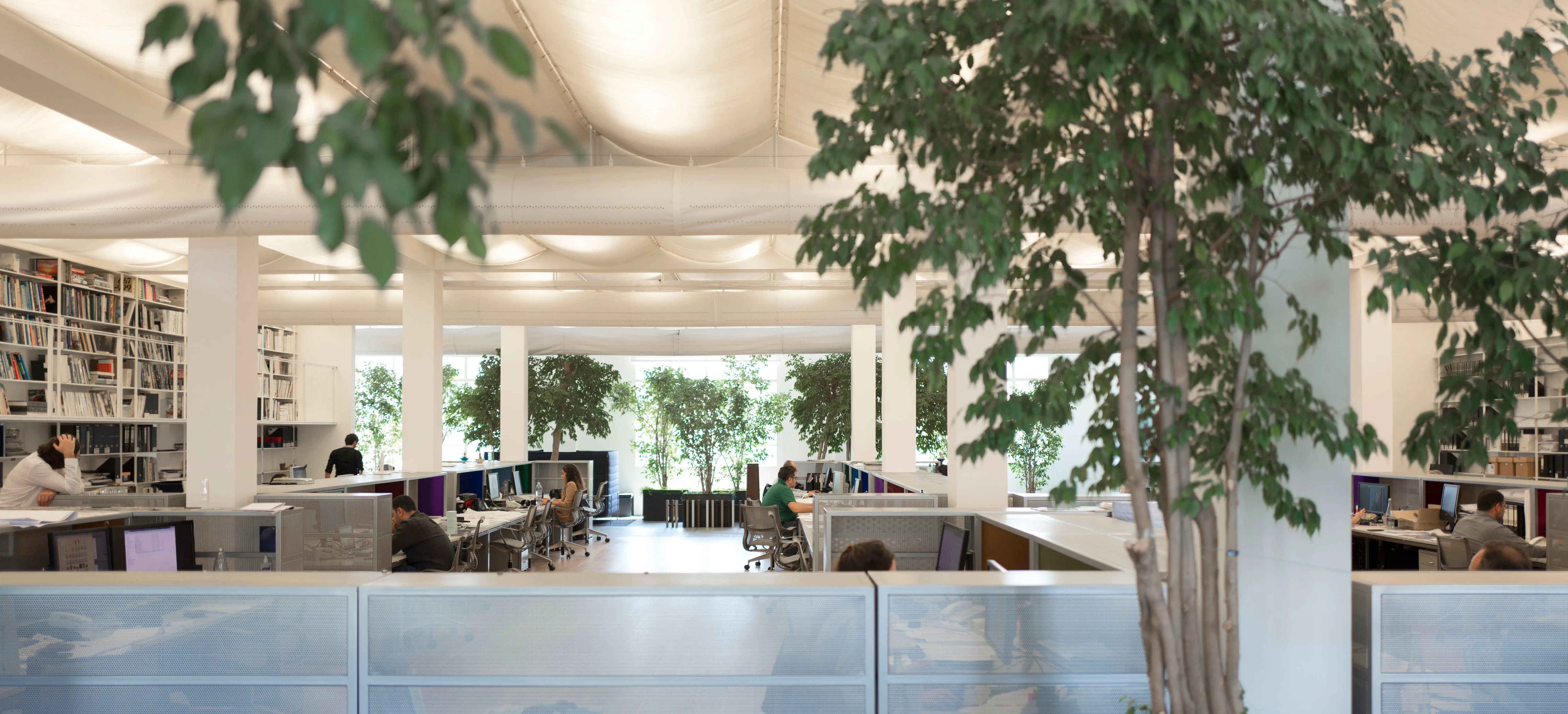 Open-plan workspace at the ngª office in Beirut, indoor trees and glass partitions between desks under a draped fabric ceiling